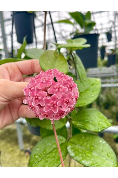 Pembe renk çiçek açan mum çiçeği fidanı