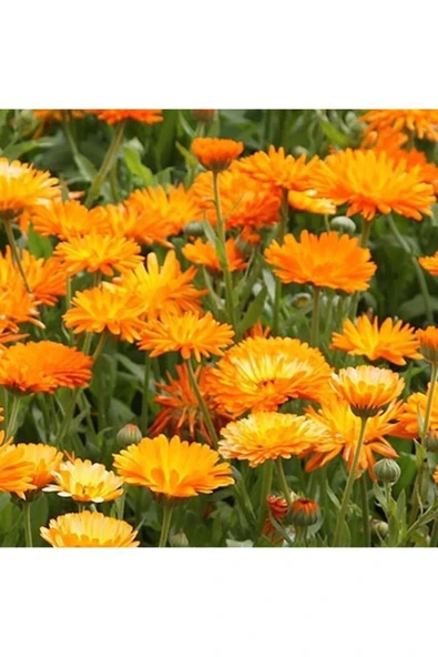 10 Lu Bitki Fidan Çiçek Seti Kabristan Mezarlık Için - Resim 3