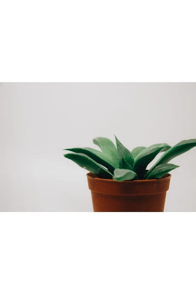 Carpobrotus - Kaz Ayağı - Acem Halısı 15 Adet - Resim 2