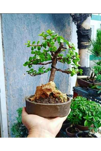 Bonsai Para Ağacı Dekoratif Saksıda - Resim 4