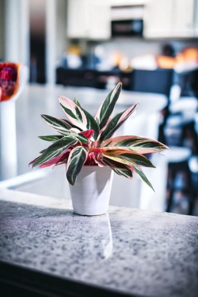 Taş Saksıda stromanthe dua çiçeği bitkisi - Resim 3