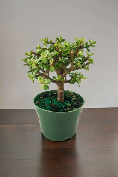 Para bonsai orta boy odunsu gövde Afra para çiçeği - Resim 3
