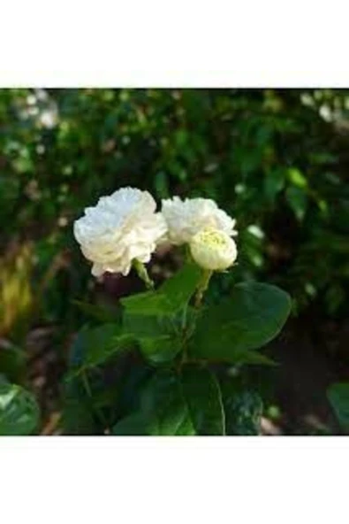 3 Yaş Saksıda Kokulu Katmerli Full Yasemin Çiçeği Boy 70-90 Cm ürün görseli