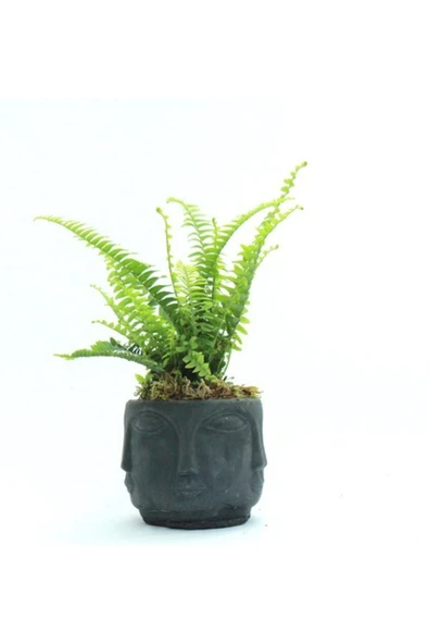 Binbir Surat Aşk Merdiveni Çiçeği ürün görseli