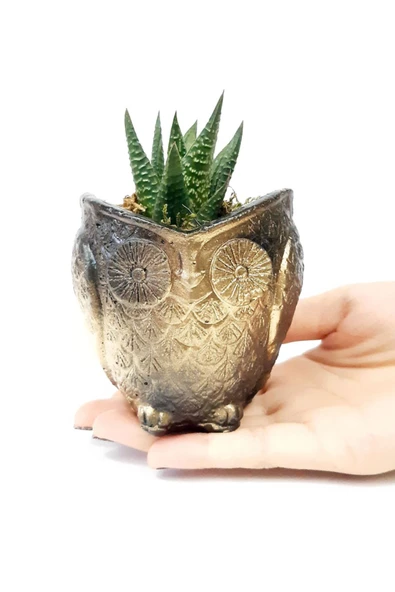 Siyah Gold Desenli Baykuş Saksıda Sukulent Bitkisi - 3