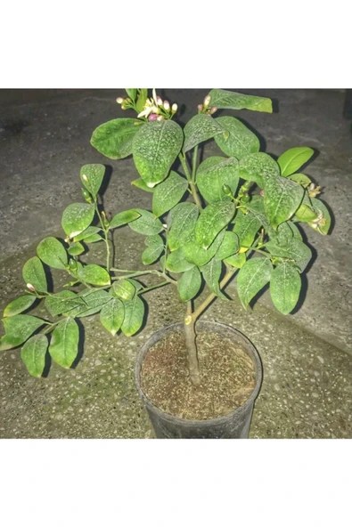 Mayer Limon Fidanı ürün görseli