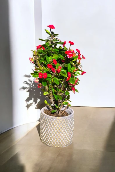 Hisar Gold Saksıda Hediyelik Dikenler Tacı Kırmızı 30-40 cm - Resim 3