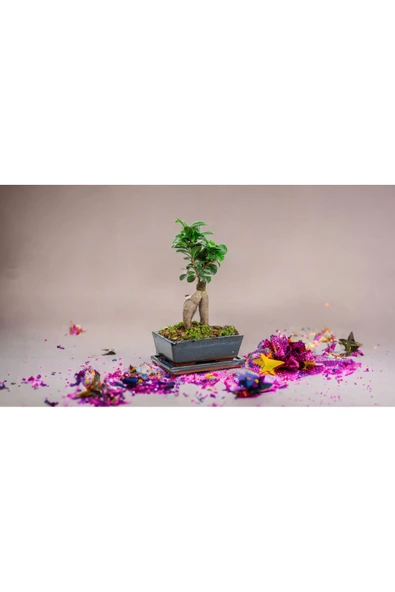 Doğum günlerine özel saksıda bonsai - 3