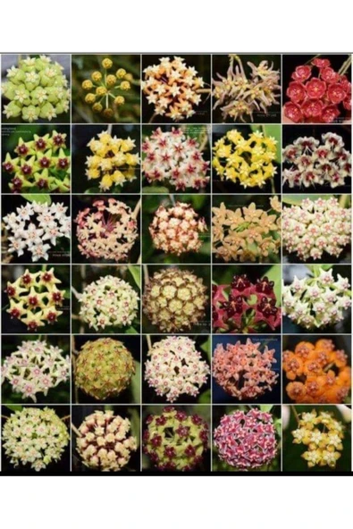 30 adet mum çiçeği fidanı 30 ayrı renkte ürün görseli