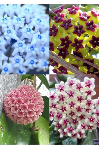 4 renk mum çiçeği (mavi-beyaz, bordo-sarı, pembe, kırmızı-beyaz ürün görseli