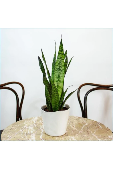 Peygamber Kılıcı Paşa Kılıcı Dekoratif Özel Saksılı ürün görseli 1