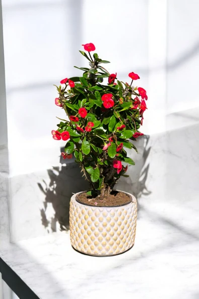Hediyelik Puantiyeli Saksıda Kızıl Dikenler Tacı - Resim 5