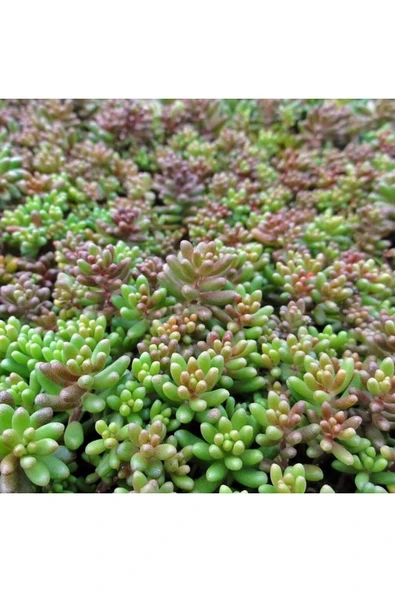 10 Lu Bitki Fidan Çiçek Seti Kabristan Mezarlık Için - Resim 4