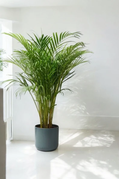 Dekoratif saksıda büyük Areka Palmiyesi 150-160 cm ürün görseli