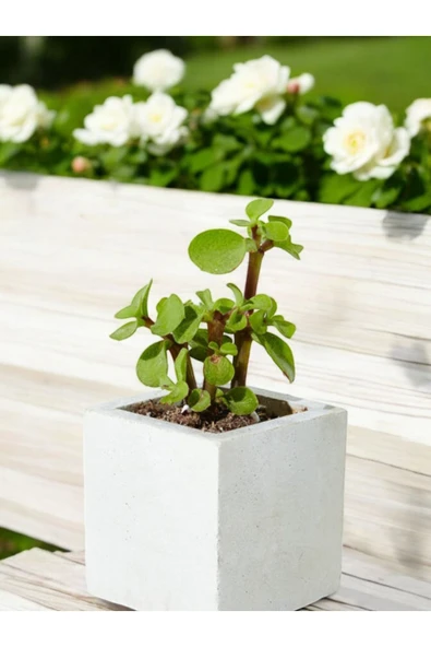 Mini Taş Saksıda Para Bonsai - Resim 2