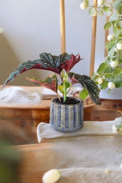 Beton Sütün Saksıda Çilli Begonya 01 - 6