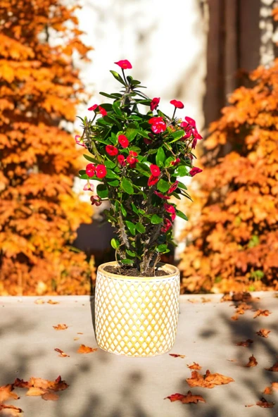 Hisar Gold Beyaz Saksıda Hediyelik Dikenler Tacı Kırmızı 30-40 cm - Resim 3