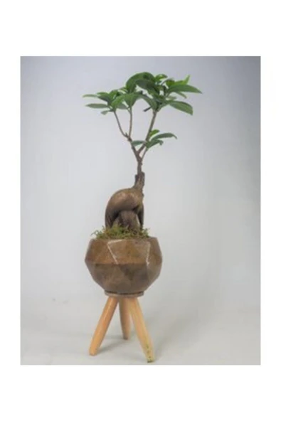 Ficus Ginseng Bonsai & Odunsu Remz Ayaklı Beton Saksıda Hediyelik Canlı Çiçek ürün görseli