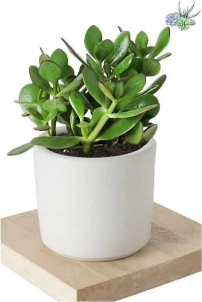 3 Adet Crassula Ovata Şans Para Çiçeği Şık Dekoratif Saksıda - Resim 3