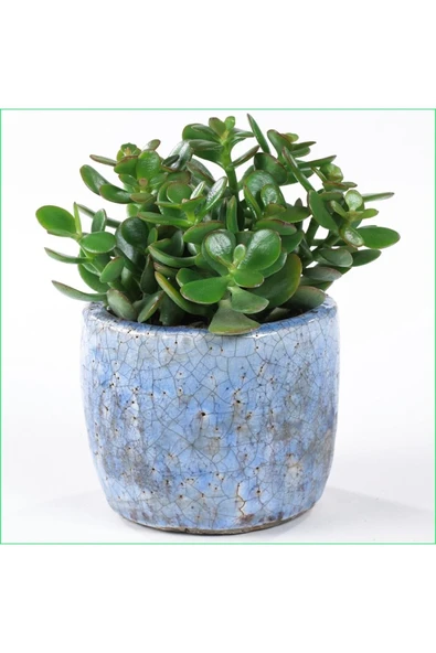 Yetişkin Para Ağacı Bereket Iyi Şans Ve Para Çiçeği Crassula Ovata Özel Beton Saksıda