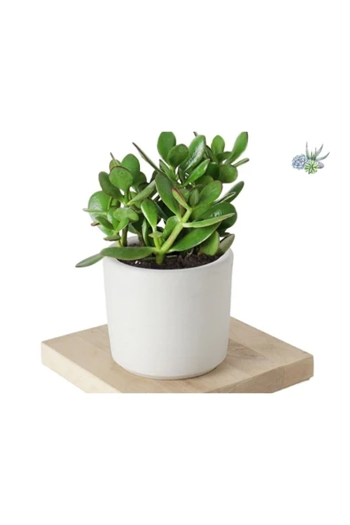 3 Adet Crassula Ovata Şans Para Çiçeği Şık Dekoratif Saksıda - Resim 2