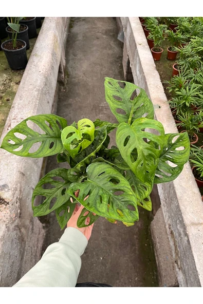 Monstera Adansonii-Monkey Mask-İthal (maymun maskesi monstera)