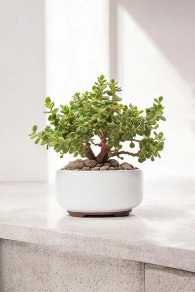 Dekoratif Saksıda Bonsai Yeşim Ağacı Fil Azığı 002 - Resim 2