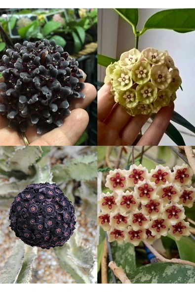 4 çeşit mum çiçeği (siyah, lacivert, sarı, kurmızı-beyaz)