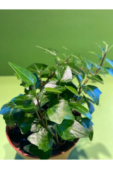 Hedera Sarmaşığı Canlı Bitki - Resim 2