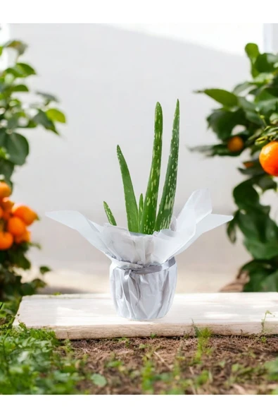 Hediyelik Aloevera ( Sevdiklerinize Sağlık Gönderme Zamanı ) No 2 - Resim 4