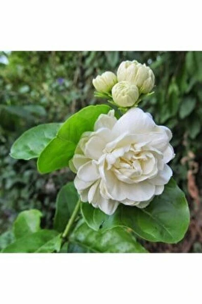 Tüplü 2 Yaş Kokulu Katmerli Full Yasemin Çiçeği Boy 50-70 Cm ürün görseli 1