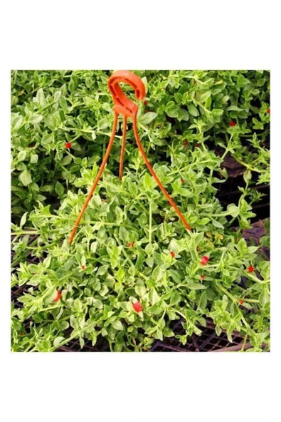 Askılı Saksıda Buz Çiçeği ürün görseli