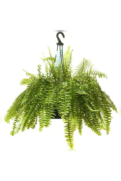 Aşk Merdiveni Büyük Askılı Saksıda Nephrolepis ürün görseli