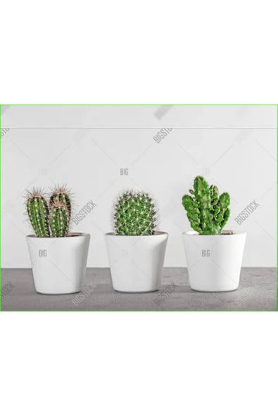 3 adet seramik saksıda kaktüs ve sukulent altlıksız - 1