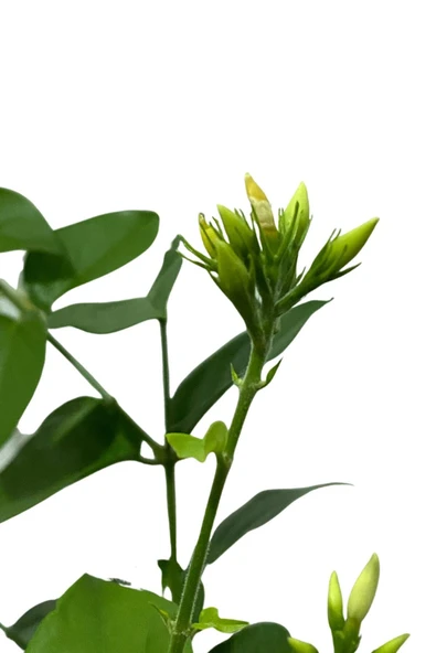 Ful Yasemin Çiçeği 40-50 Cm (kokulu) - Resim 3