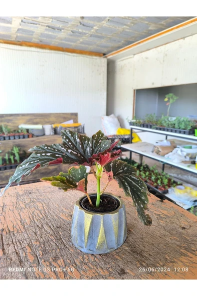 Beton Roma Sütün Saksıda Çilli Begonya 01ciyi - 2