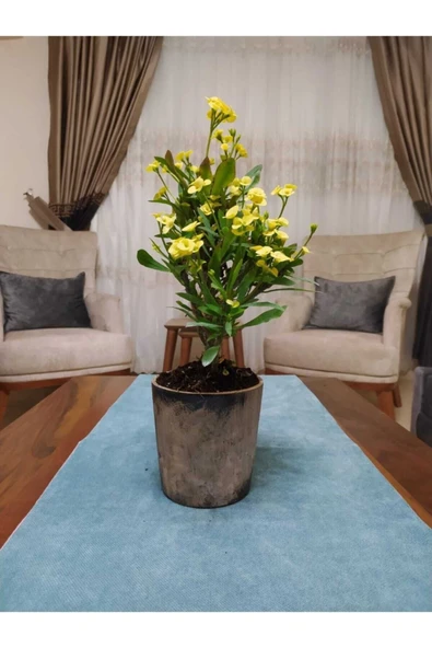 Seramik Saksıda 45-50 Cm Büyük Sarı Dikenler Tacı ürün görseli 1