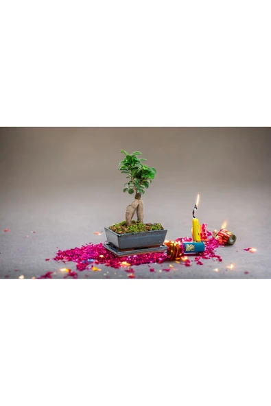 Doğum günlerine özel saksıda bonsai - 1