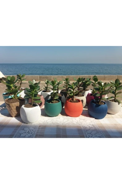 Crassula Ovata- Para Çiçeği- Bereket Bitkisi- 8-12 Cm 5 Aylık - Resim 6