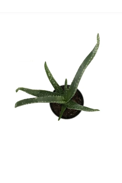 Saksımarket Canlı Aloevera Bitkisi 15 Cm - Resim 2