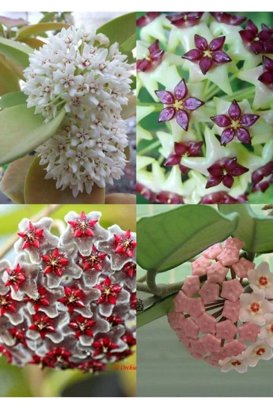 4 çeşit mum çiçeği 4 ayrı saksıda özel renkler ürün görseli