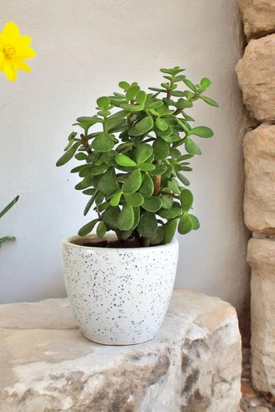 Bolluk bereket bitkisi para çiçeği 01pape - Resim 2