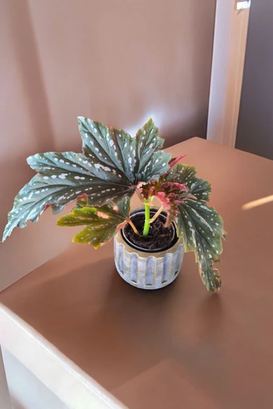 Beton Sütün Saksıda Çilli Begonya 01 - 2