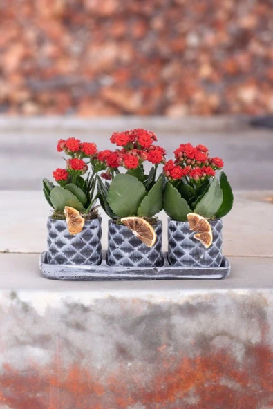 Dekoratif Taş saksılarda kalanşo bitkileri kalanchoe kzl - 1