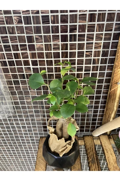 Fıcus Bonsai Ağacı - Resim 2