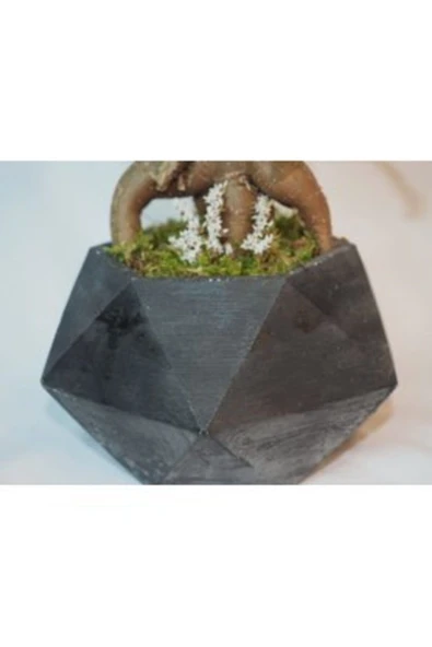 Ficus Ginseng Bonsai & Siyah Geometrik Beton Saksıda Lik Canlı Çiçek - Resim 2