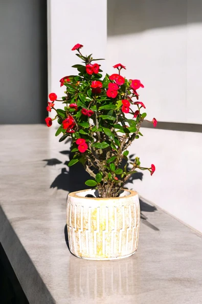 Akgold Roma Saksıda Hediyelik Dikenler Tacı Kırmızı 30-40 cm - Resim 3