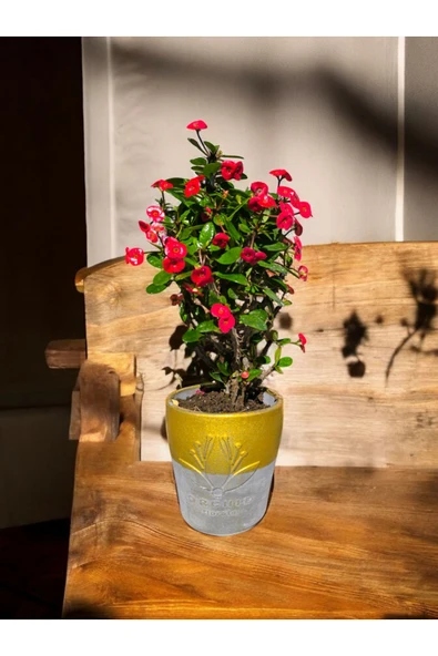 Muhteşem Hediyelik Kırmızı Milli Dikenler Tacı Gerçek Orkide Saksısında - Resim 2