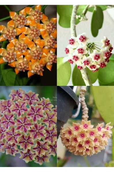 4 çeşit mum çiçeği 4 ayrı saksıda - Resim 4