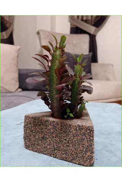 Dekoratif Saksıda Süt Ağacı 10 Cm 000111882